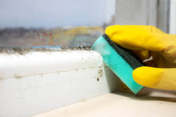 Best Crawl Space Mold Removal  in Shannondale, WV